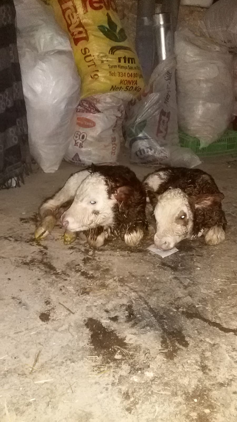 Asaf Tarım ve Hayvancılık